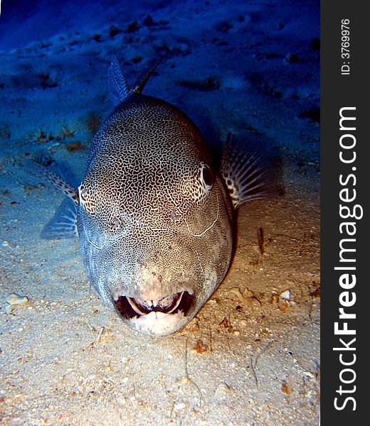 Giant Puffer Fish at the bottom.