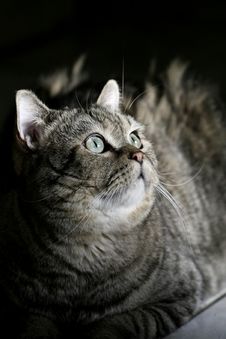 Cat Under Dusk ... Royalty Free Stock Photo Cat Under Dusk ... Royalty Free Stock Photo