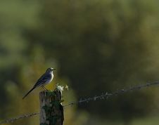 Bird Perched On Fence Stock Images Bird Perched On Fence Stock Images