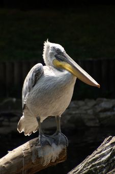 Pelican, Berlin Zoo Royalty Free Stock Photography