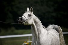 Arabian Horse Stock Photography Arabian Horse Stock Photography