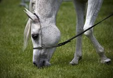 Arabian Horse Royalty Free Stock Photography Arabian Horse Royalty Free Stock Photography