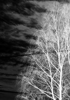 Bare Tree Royalty Free Stock Images Bare Tree Royalty Free Stock Images