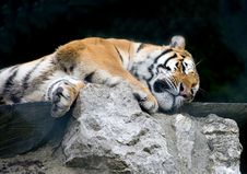 Amur Tiger 6 Royalty Free Stock Photo Amur Tiger 6 Royalty Free Stock Photo