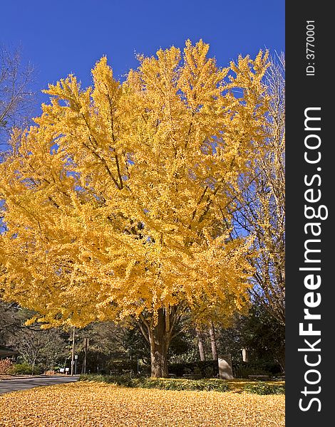 A tree with golden yellow leaves against a brilliant blue sky in the autumn. A tree with golden yellow leaves against a brilliant blue sky in the autumn