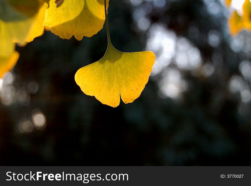 Bright yellow ginkgo leaves against sunlight in autumn. Bright yellow ginkgo leaves against sunlight in autumn.