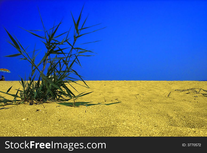 Plant in desert. A photo of a plant and having a rest in desert