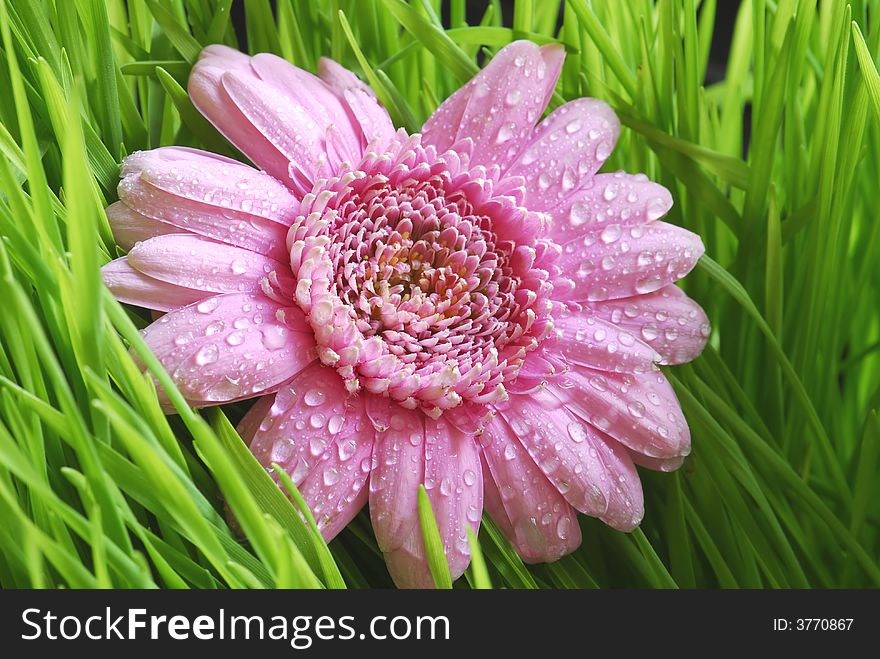 Water drops on pink flower