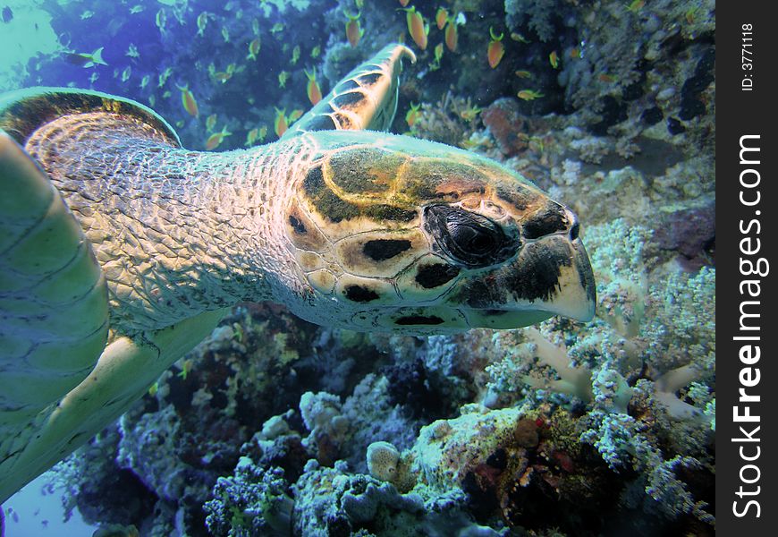 Green Turtle  on Red Sea reef wall. Green Turtle  on Red Sea reef wall