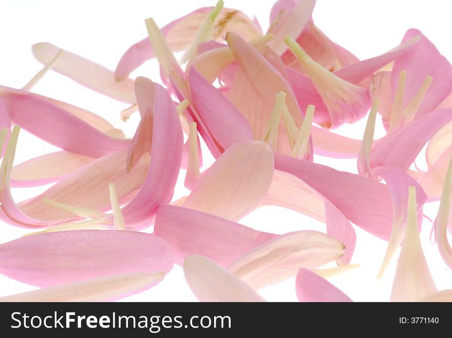 Pink gerber petals on light box. Pink gerber petals on light box