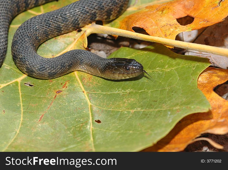 The Nerodia cyclopion is an endangered water snake found in wetlands and swamp of the southeastern United States.