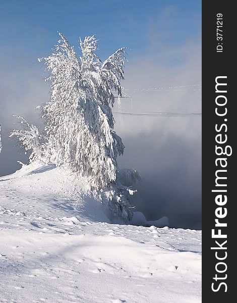 Snowed and the frozen lonely tree costing in a snowdrift on a background of a fog and the blue sky