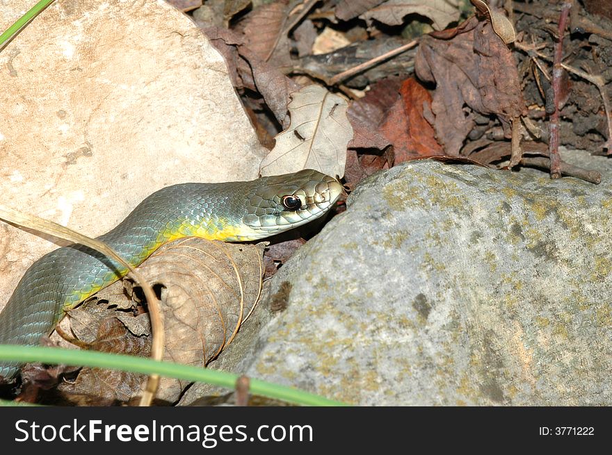 Western Yellow-Bellied Racer