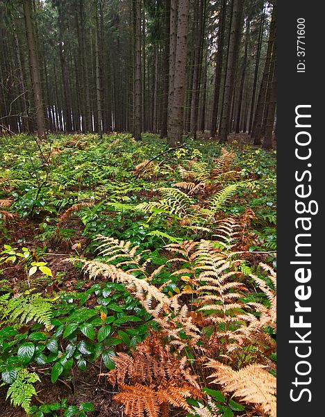 Autumn forest with fern and trees