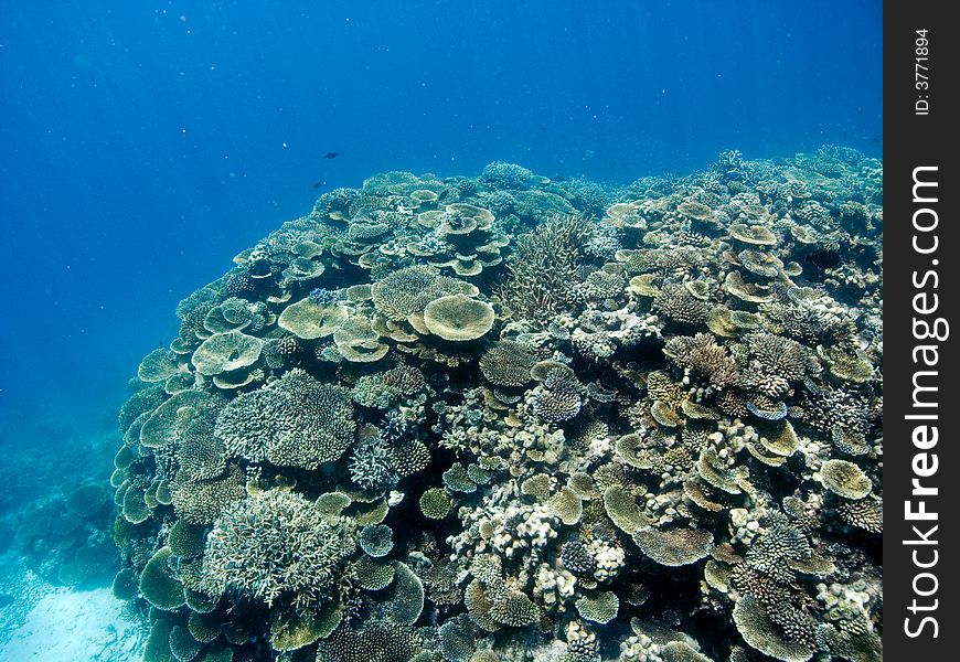 Coral reef in the Maldives