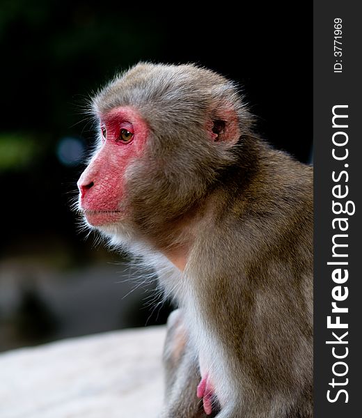 Portrait of monkey, mammal, nature