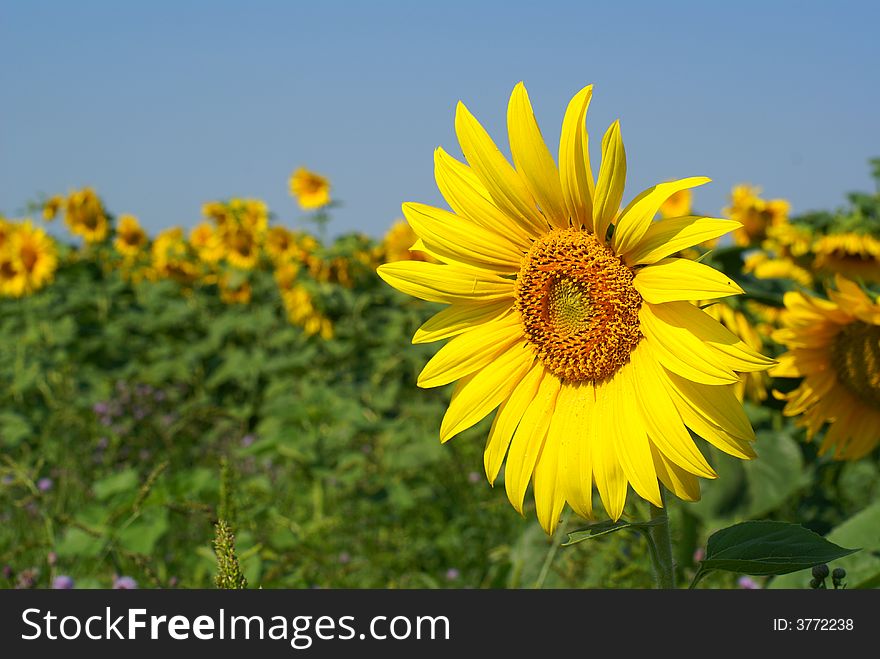 Sunflower against a blue sky