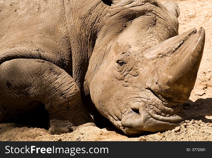 A White rhinoceros lying in the mud. A White rhinoceros lying in the mud