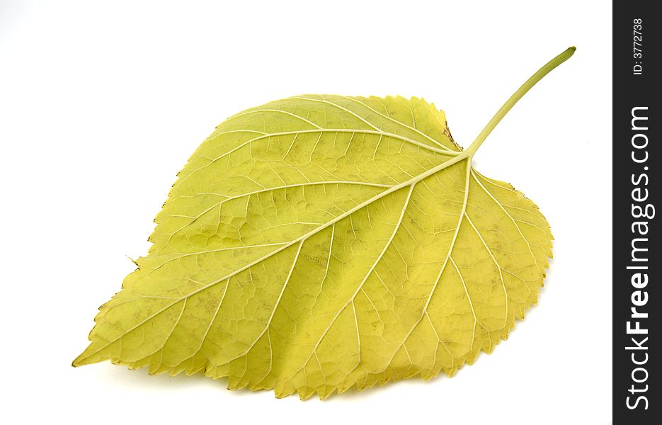 Leaf yellow isolated in white background. Leaf yellow isolated in white background