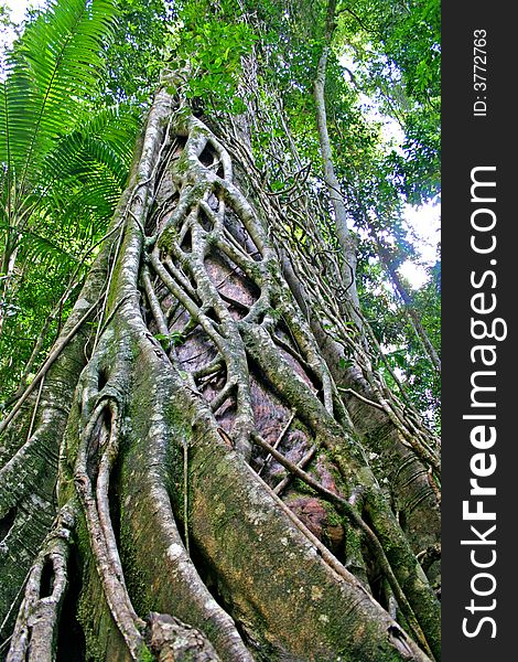 Eli Creek, Faser Island, Australia