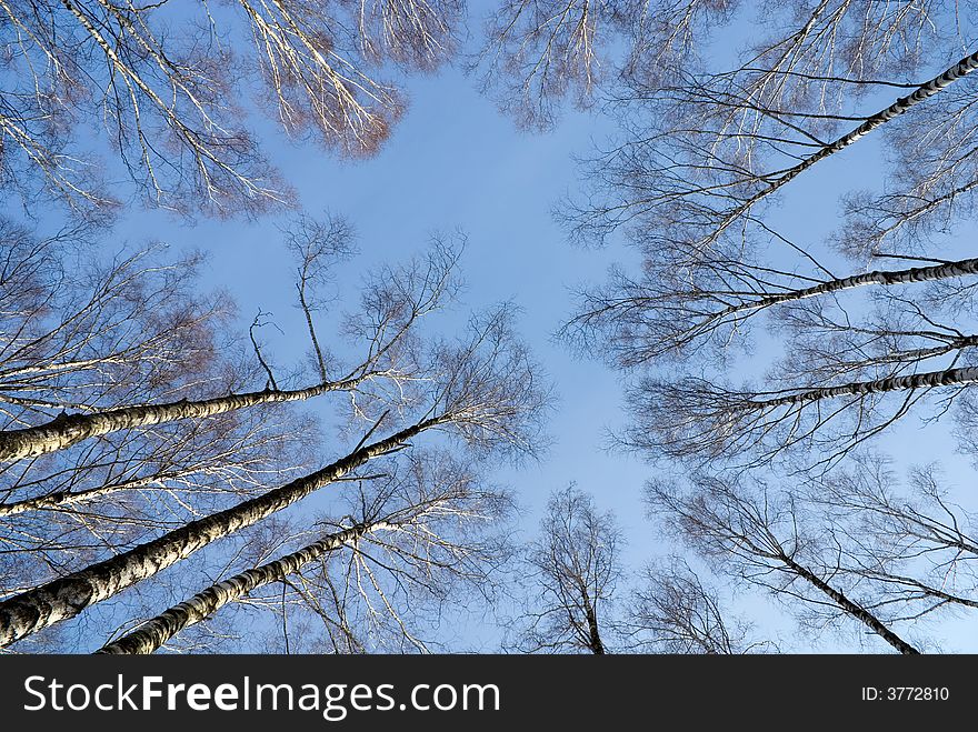 Look at sky through birches