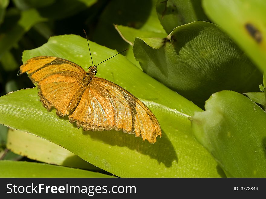 An orange butterfly spreading it's wings on a green leaf