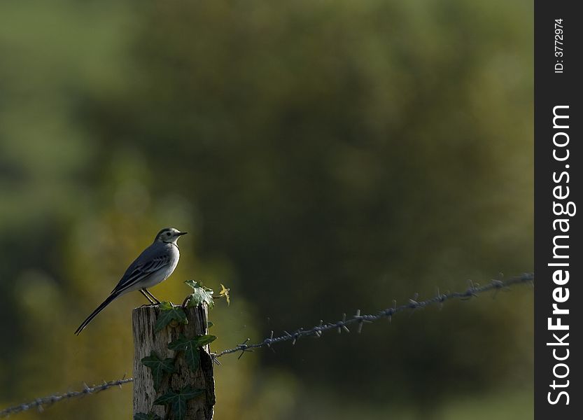 Side view of bird perched on barbed wire fence with green nature background. Side view of bird perched on barbed wire fence with green nature background.