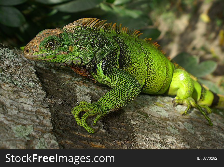 Male Green Iguana, taken on colombia