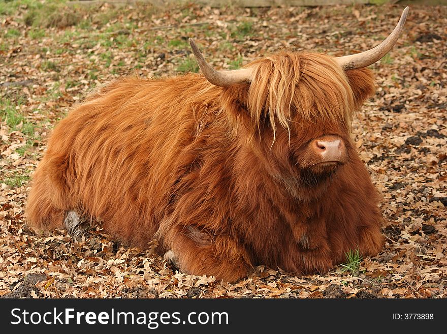 Scottish Highland cow near Pollok House