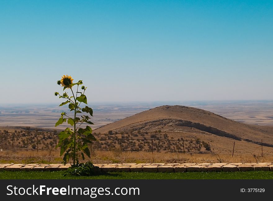 Sunflower in the hot landscape with one hill. Sunflower in the hot landscape with one hill