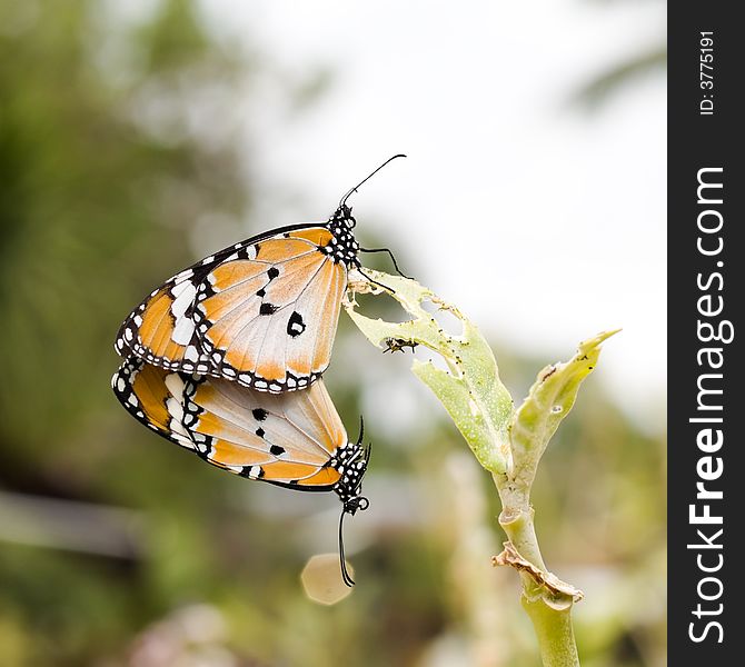 Plain Tiger Butterflies (Danaus chrysippus chrysippus) mating on a leaf of the milkweed plant (Calotropis gigantea).