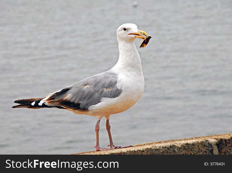 Herring Seagull