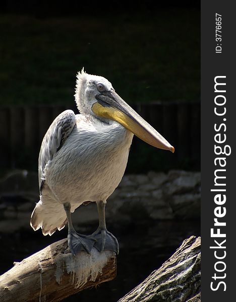 Pelican, Berlin Zoo