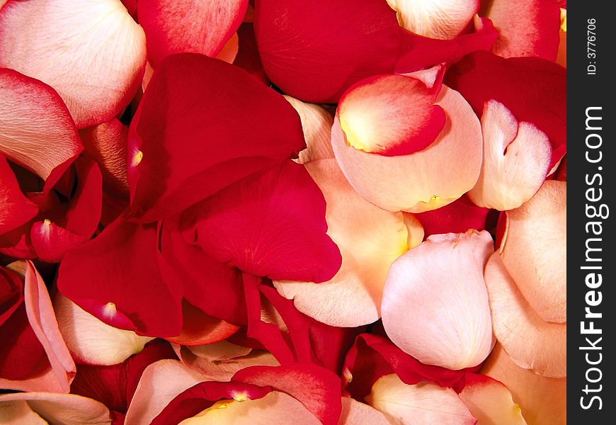 Beautiful macro close-up view of colorful rose petals pattern. Beautiful macro close-up view of colorful rose petals pattern