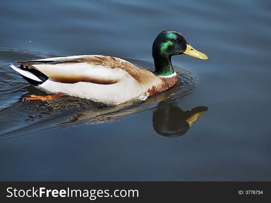 Mallard Duck Swimming In A Pond