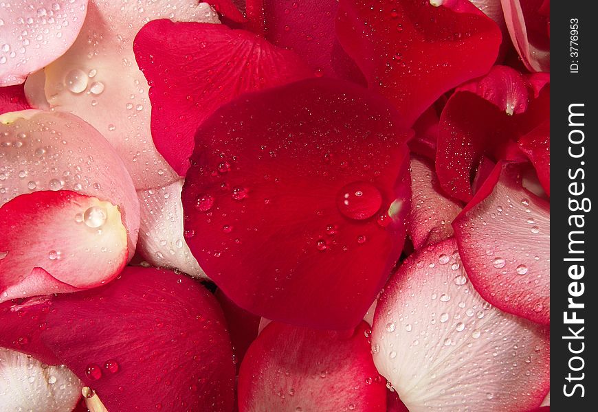 Beautiful macro close-up view of colorful rose petals pattern. Beautiful macro close-up view of colorful rose petals pattern