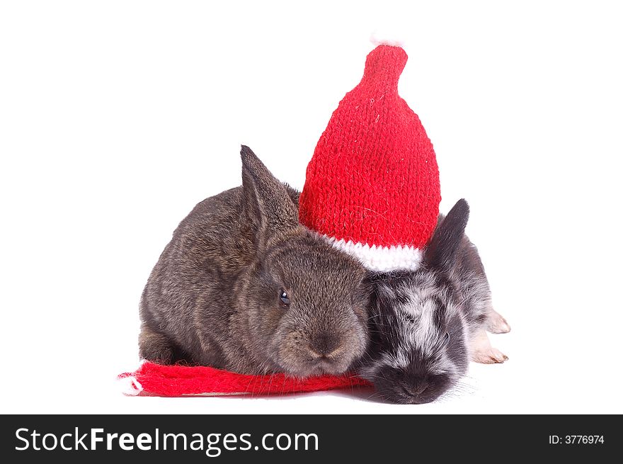 Two small rabbit under one red santa hat. Two small rabbit under one red santa hat