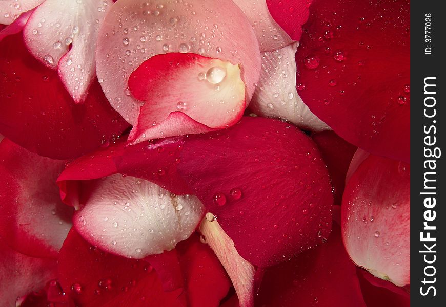 Beautiful Red Roses Petal Background