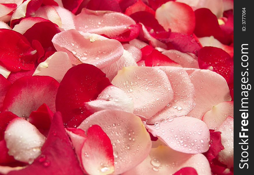 Beautiful macro close-up view of colorful rose petals pattern. Beautiful macro close-up view of colorful rose petals pattern