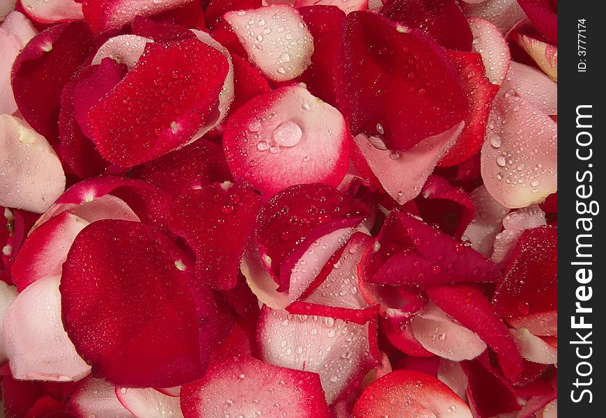 Beautiful Red Roses Petal Background