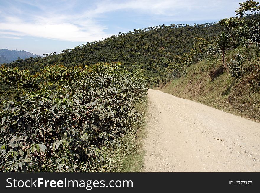 A dusty road leading through a bushy landscape. A dusty road leading through a bushy landscape