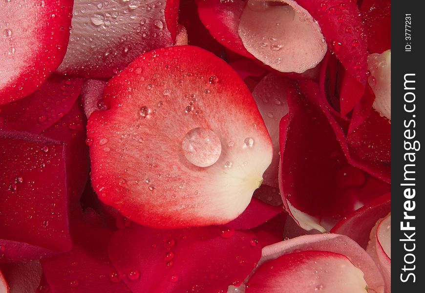 Beautiful Red Roses Petal Background