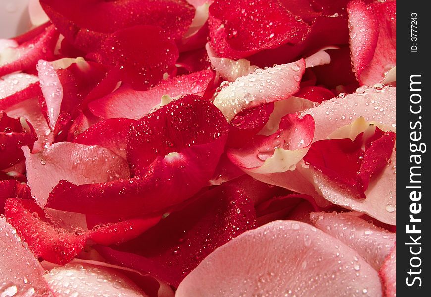 Beautiful macro close-up view of colorful rose petals pattern with waterdrops. Beautiful macro close-up view of colorful rose petals pattern with waterdrops