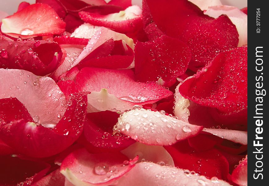 Beautiful Red Roses Petal Background