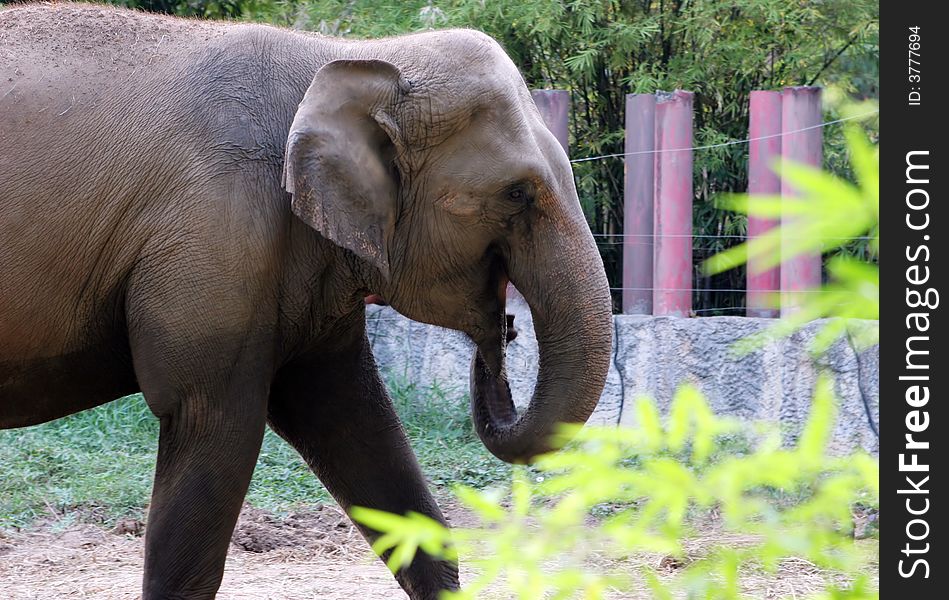 An African elephant in captivity.