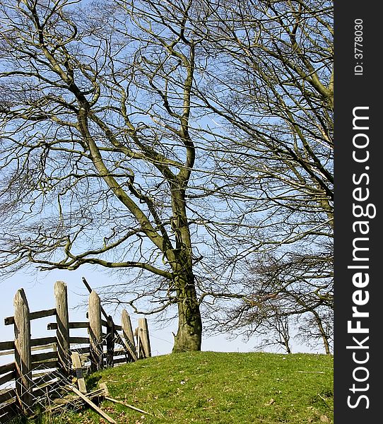 Tress in meadow with broken fence. Tress in meadow with broken fence.