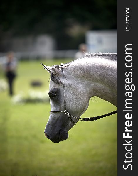 Beautiful grey young  Arabian horse. Beautiful grey young  Arabian horse