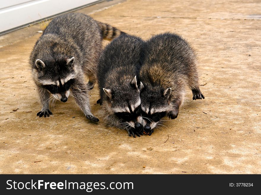 Three coons