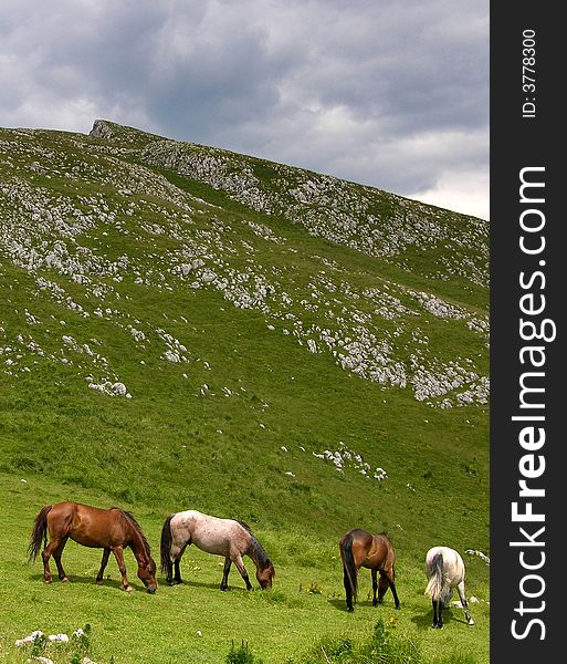Mountain horses husbandry