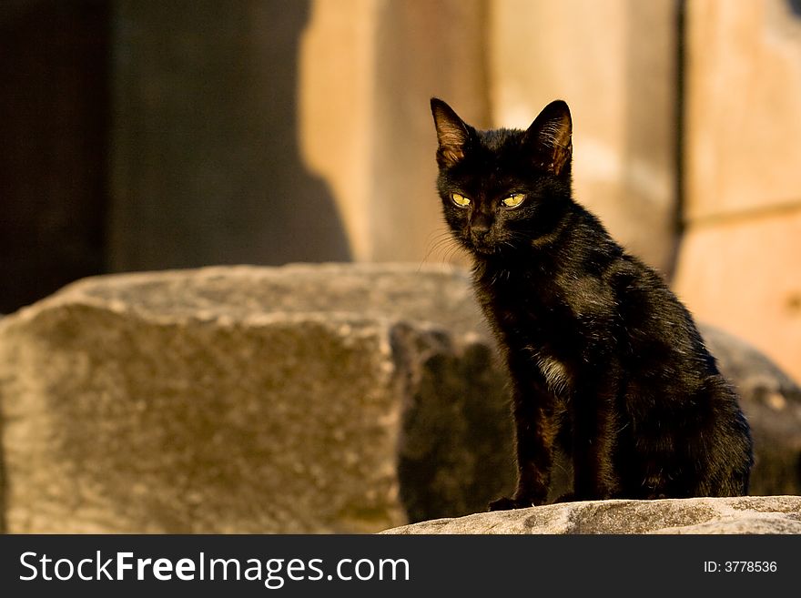 Image of a black cat with stone castle background